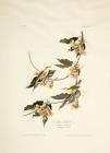 Audubon, John James. Le Petit Caporal, Plate LXXV