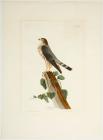 Audubon, John James. Rathbone's Warbler, Male, Plate 65