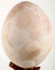 Largest Egg Known