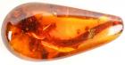 Partial Lizard in 100 Million Year Old Amber