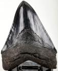 Carcharodon, Megalodon Shark's Tooth