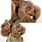 Six Pyritized Russian Ammonites