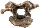 Duckbill Dinosaur Neck Vertebra