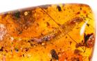 Large Milliede in 100 Million Year Old Amber