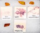 Collection of Four Amber Specimens of Rarer Insects