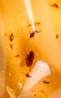 Two Large Amber Nuggets With Insects