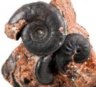 Three Complete Black Russian Ammonites