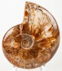 Large Madagascar Ammonite