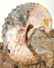 Iridescent Scaphite Ammonite