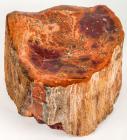 Petrified Rainbow Colored Wood