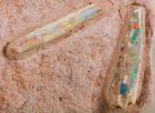 Two Opalized Belemnites