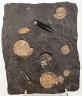 Ammonites and Belemnites