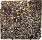 Meteorite Seymchan Pallasite