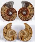 A Large Nautiloid And A Large Ammonite From Madagascar