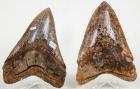 Pair of Fine Carcharodon Megalodon Shark's Teeth