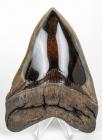 Huge Megalodon Shark's Tooth