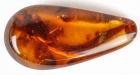 Partial Lizard in 100 Million Year Old Amber