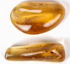 Two Large Amber Nuggets With Insects