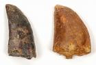 Pair of Theropod Dinosaur Teeth Including T-Rex