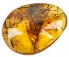 Rare Feather (Possibly Dinosaur) in 100 Million Year Old Amber