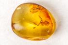 Pseudoscorpion in 100 Million Year Old Amber