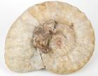 Ammonite with Three Oysters Attached