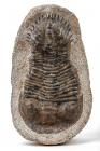 Large Spiked Trilobite