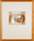 Beautifully Shadow Boxed Nautilus Shell