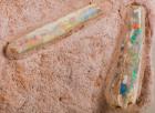 Two Opalized Belemnites - 2