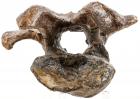 Duckbill Dinosaur Neck Vertebra - 2