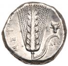 Lucania, Metapontion. Silver Nomos (7.81 g), ca. 330-290 BC - 2