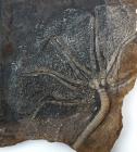 Museum Quality Giant Crinoid