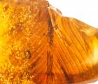 Possible Dinosaur Feather in Amber