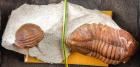 Pair of Russian Trilobites