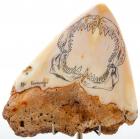 Carcharodon Tooth With Scrimshaw Diorama