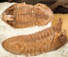 Unusual Pair of Trilobites