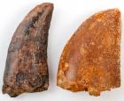 Pair of Theropod Dinosaur Teeth