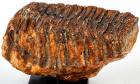 Wooly Mammoth Tooth