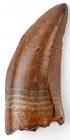 Albertosaurus Dinosaur Tooth