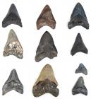 Nice Collection of 10 Fossilized Megalodon Teeth