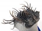 Museum Quality Ornate Spiny Trilobite Koneprussia 1.75 Inches Long