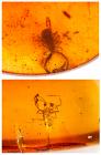 Two Pieces of 100 Year Old Burmite Amber With a Pseudoscorpion and a Spider