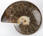 Complete Polished Ammonite With Sutures