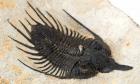 Shovel Nose 4 Inch Long Spiny Psychopyge Trilobite