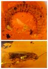 Two Pieces of 100 Million Year Old Amber with A Large Millipede and Cockroach