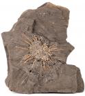 Fossilized 4 Inch Sea Urchin With Spines Attached