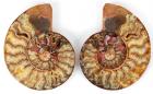 Colorful Ammonite 6 ¾ Inch Cut Pair