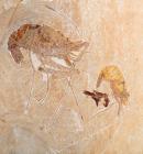 Pair of Complete Highly Detailed 100 Million Year Old Shrimp