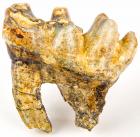 Large Adult Mastodon Tooth 5.5 x 5.5 Inches