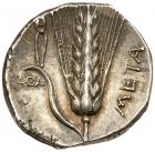 Lucania, Metapontion. Silver Nomos (7.81 g), ca. 330-290 BC Superb EF - 2